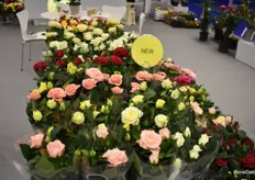 Some of Roses Forever's new pot roses that drew the attention of the visitors.